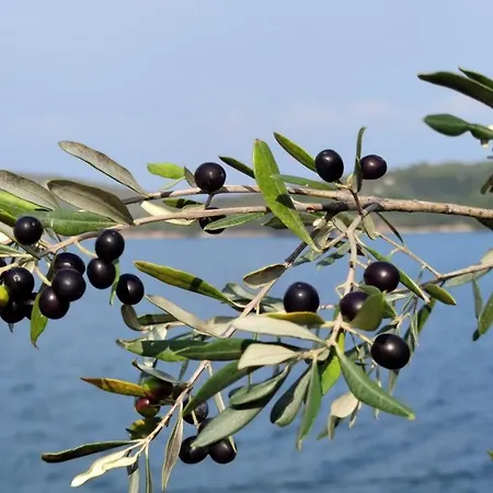Pansion Alen - Dugi Otok Bed & Breakfast Luka (Dugi Otok)
