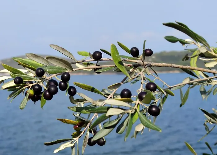 Pansion Alen - Dugi Otok B&B Luka (Dugi Otok)