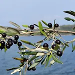 Pansion Alen - Dugi Otok Nocleg ze śniadaniem Luka (Dugi Otok)